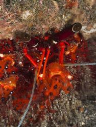 'Underwater Jedi' from Lembeh. Taken with Olympus E-20 in... by Istvan Juhasz 